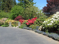 azalea park has some spectacular flower beds such as this one along a pathway